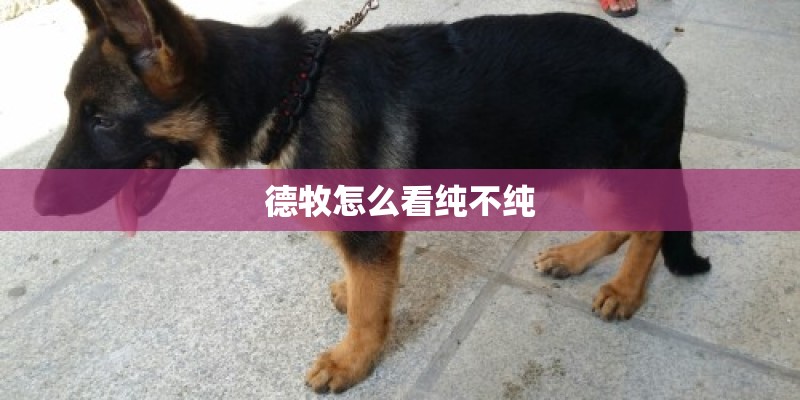 德牧怎么看纯不纯