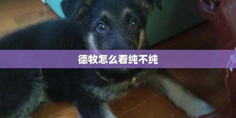德牧怎么看纯不纯