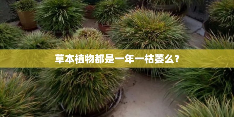 草本植物都是一年一枯萎么？