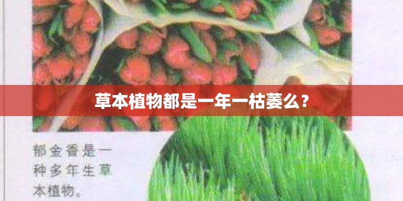 草本植物都是一年一枯萎么？