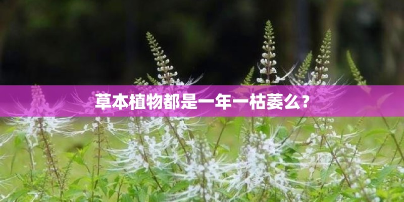 草本植物都是一年一枯萎么？
