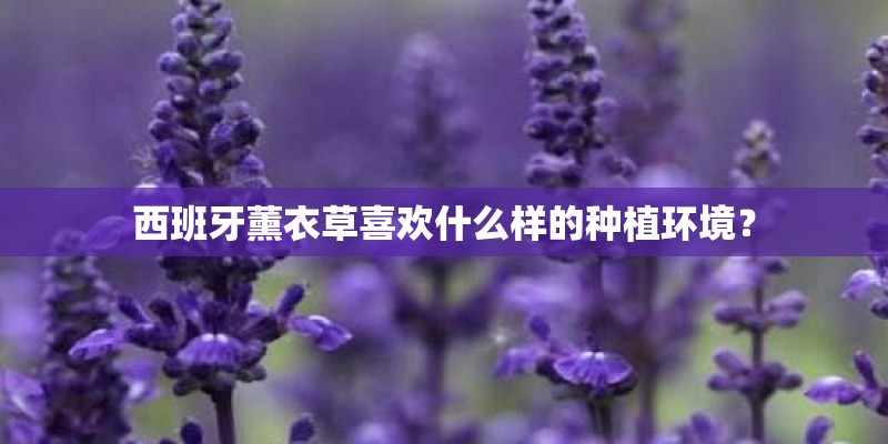 西班牙薰衣草喜欢什么样的种植环境？