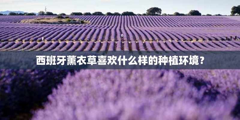 西班牙薰衣草喜欢什么样的种植环境？