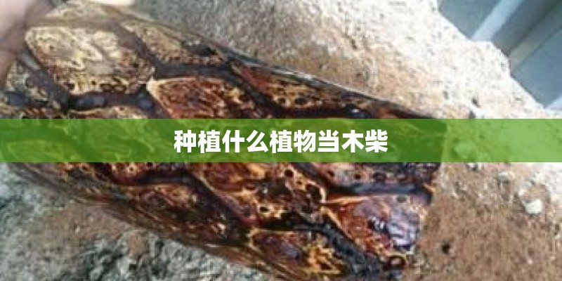 种植什么植物当木柴
