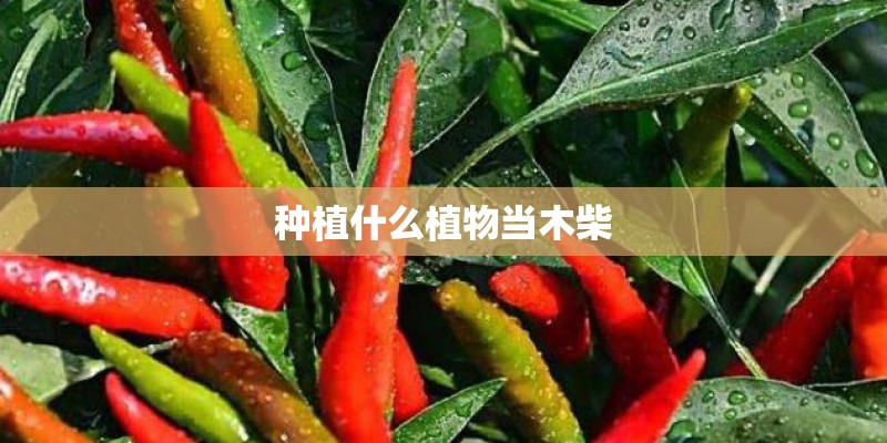 种植什么植物当木柴
