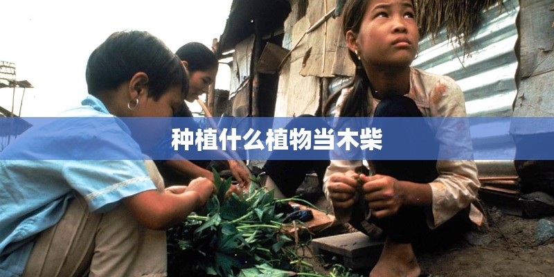 种植什么植物当木柴