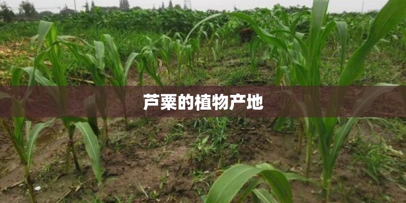 芦粟的植物产地