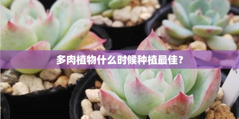 多肉植物什么时候种植最佳？