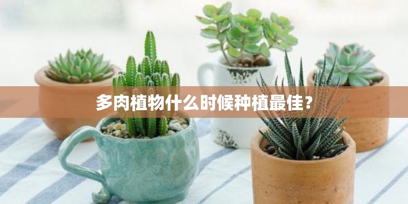 多肉植物什么时候种植最佳？