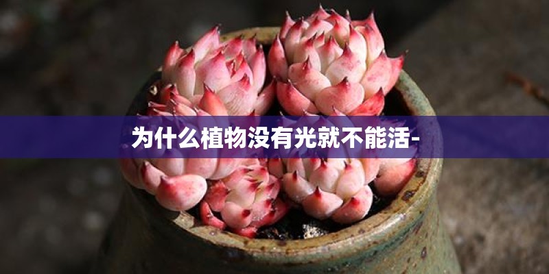为什么植物没有光就不能活-