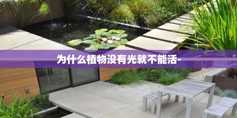 为什么植物没有光就不能活-