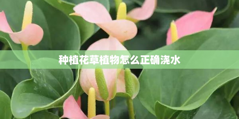 种植花草植物怎么正确浇水