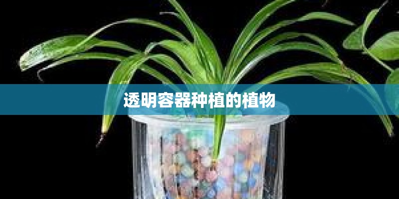 透明容器种植的植物