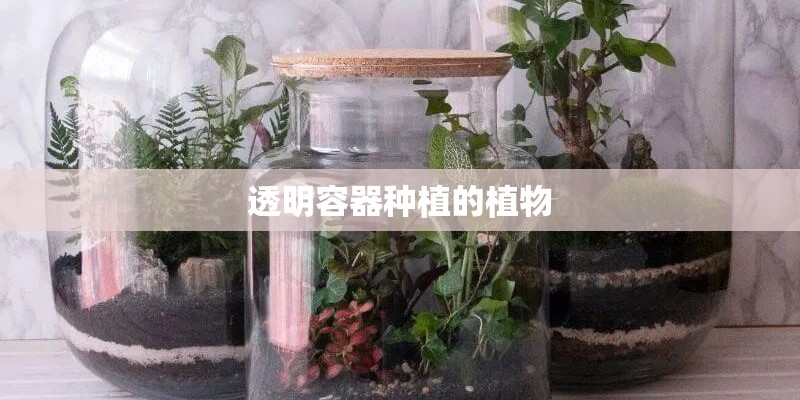 透明容器种植的植物