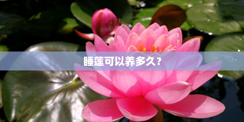 睡莲可以养多久？