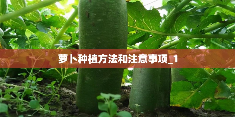 萝卜种植方法和注意事项_1