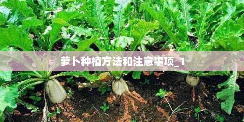 萝卜种植方法和注意事项_1