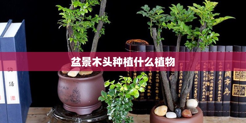 盆景木头种植什么植物
