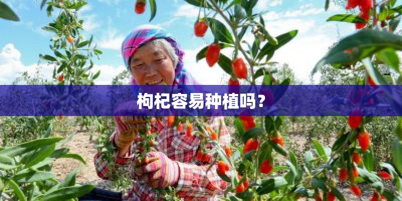 枸杞容易种植吗？