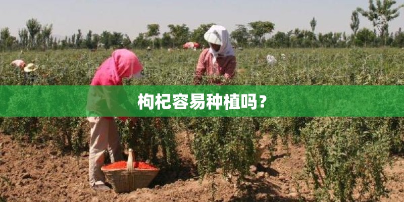 枸杞容易种植吗? 枸杞容易种植吗?