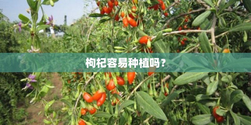 枸杞容易种植吗? 枸杞容易种植吗?