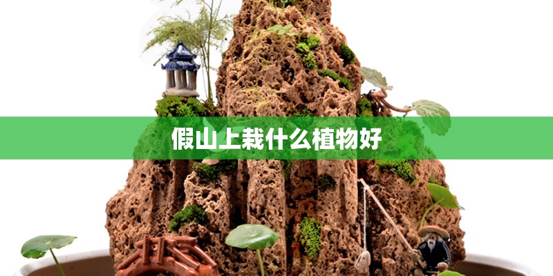 假山上栽什么植物好