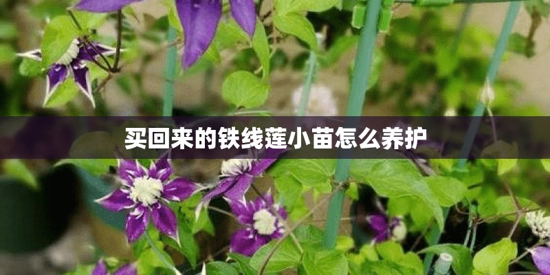 买回来的铁线莲小苗怎么养护