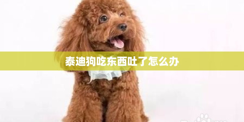 泰迪狗吃东西吐了怎么办
