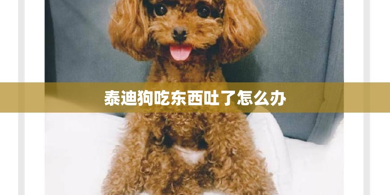 泰迪狗吃东西吐了怎么办