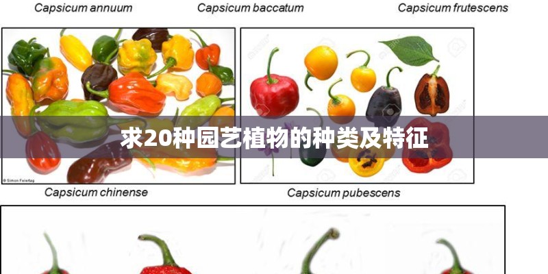求20种园艺植物的种类及特征 求20种园艺植物的种类及特征