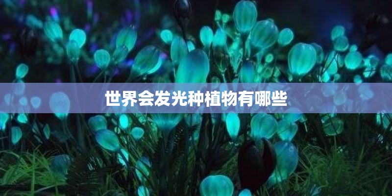 世界会发光种植物有哪些