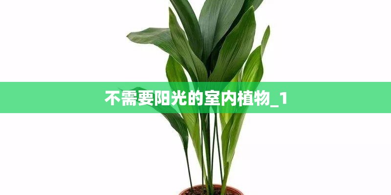 不需要阳光的室内植物_1
