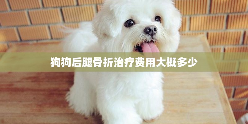 狗狗后腿骨折治疗费用大概多少
