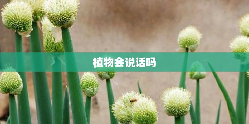 植物会说话吗