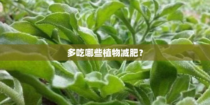 多吃哪些植物减肥？