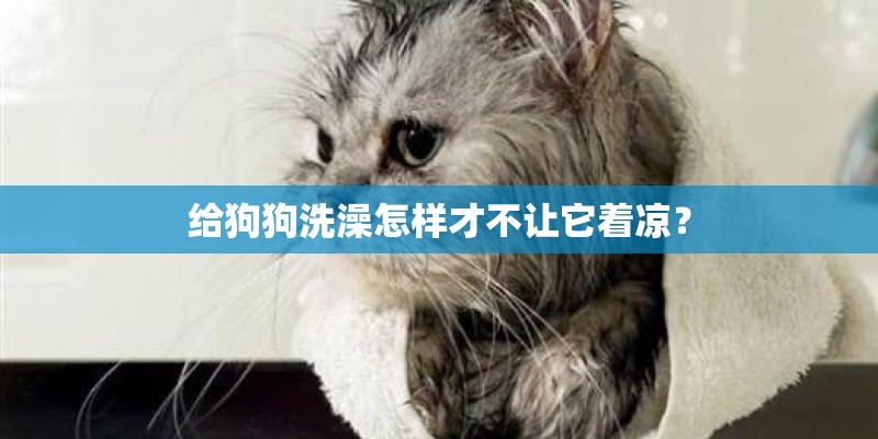 给狗狗洗澡怎样才不让它着凉？