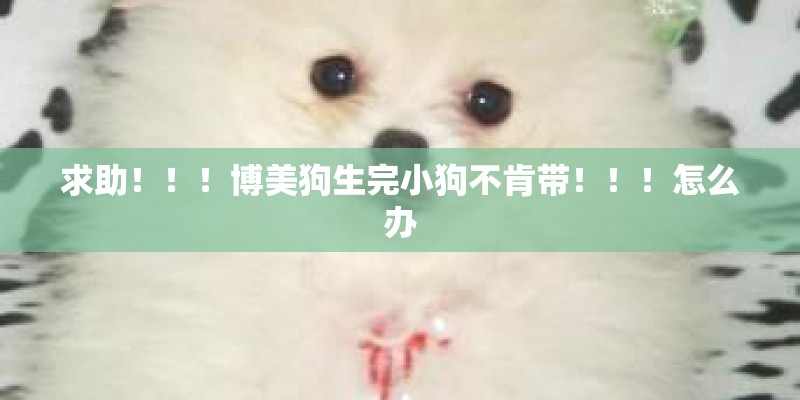 求助！！！博美狗生完小狗不肯带！！！怎么办