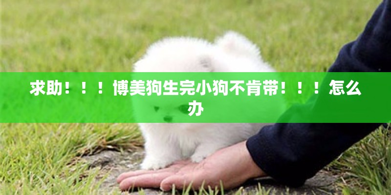求助！！！博美狗生完小狗不肯带！！！怎么办