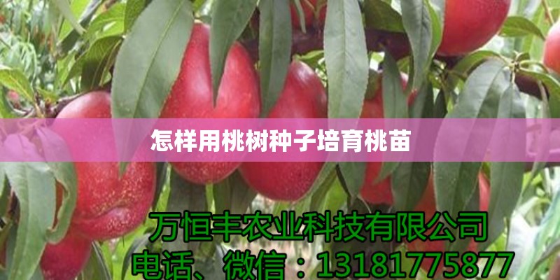 怎样用桃树种子培育桃苗