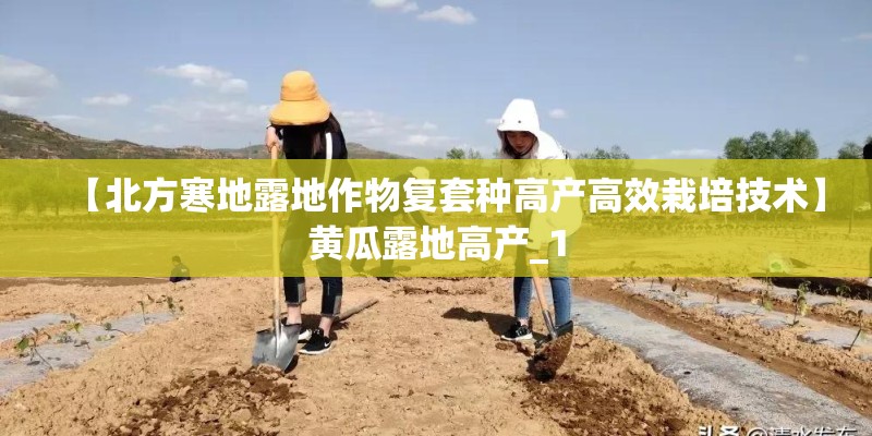 【北方寒地露地作物复套种高产高效栽培技术】黄瓜露地高产_1