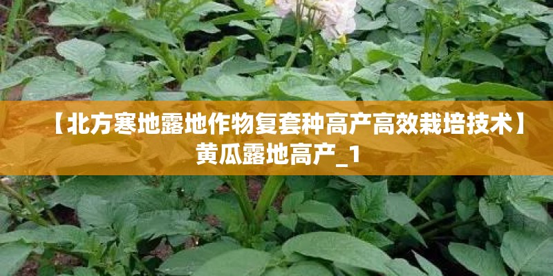 【北方寒地露地作物复套种高产高效栽培技术】黄瓜露地高产_1