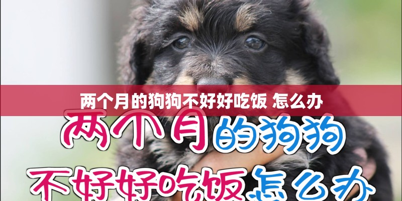 两个月的狗狗不好好吃饭 怎么办 两个月的狗狗不好好吃饭 怎么办