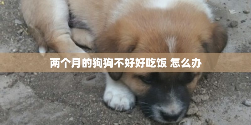 两个月的狗狗不好好吃饭 怎么办 两个月的狗狗不好好吃饭 怎么办