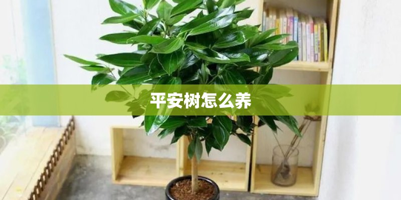 平安树怎么养