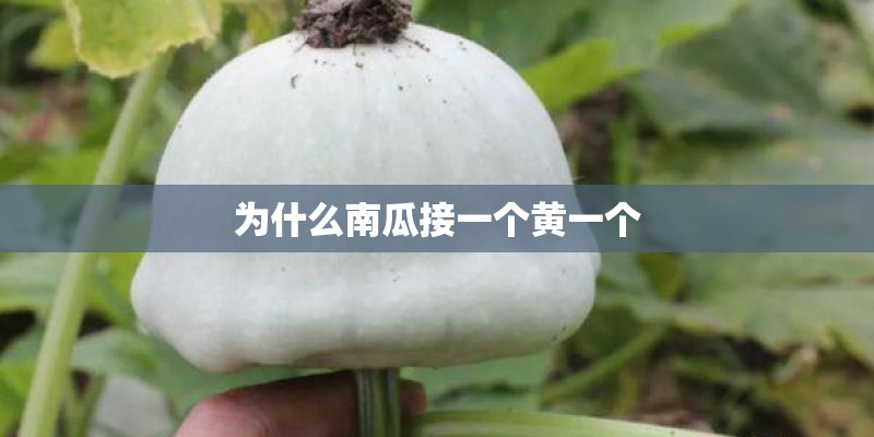 为什么南瓜接一个黄一个