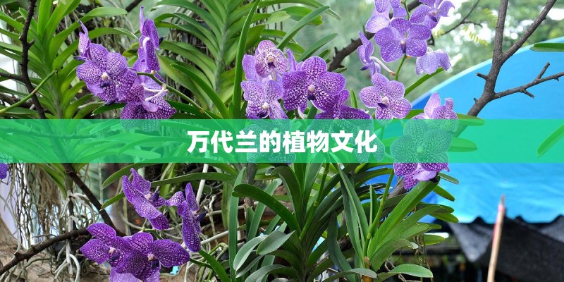 万代兰的植物文化