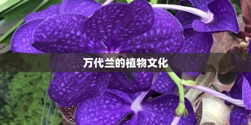 万代兰的植物文化