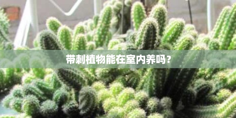 带刺植物能在室内养吗? 带刺植物能在室内养吗?