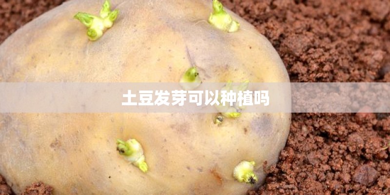 土豆发芽可以种植吗