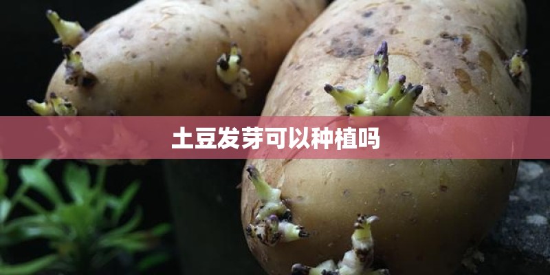土豆发芽可以种植吗